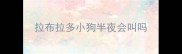 拉布拉多小狗半夜会叫吗