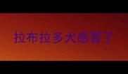 拉布拉多犬感冒了