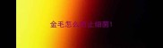 金毛怎么防止细菌