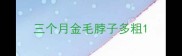 三个月金毛脖子多粗
