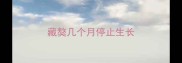 藏獒几个月停止生长