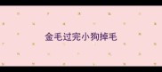 金毛过完小狗掉毛