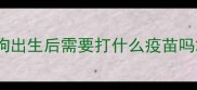 狗出生后需要打什么疫苗吗