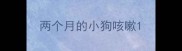 两个月的小狗咳嗽
