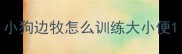 小狗边牧怎么训练大小便