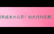 边境牧羊犬1个月大喂养成本大公开幼犬月均花费XX元新手家长必看
