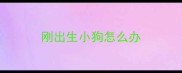 刚出生小狗怎么办