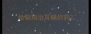 给狗狗治耳螨的药