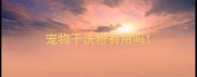 宠物干洗粉有用吗