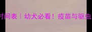 小狗打疫苗后驱虫时间表幼犬必看疫苗与驱虫的黄金搭配指南