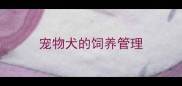 宠物犬的饲养管理