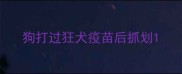 狗打过狂犬疫苗后抓划