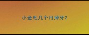 小金毛几个月掉牙