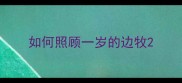 如何照顾一岁的边牧