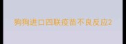 狗狗进口四联疫苗不良反应
