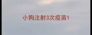 小狗注射3次疫苗