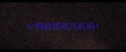 小狗能用吹风机吗