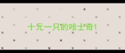 十元一只的哈士奇
