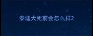 泰迪犬死前会怎么样