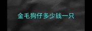 金毛狗仔多少钱一只