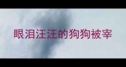 眼泪汪汪的狗狗被宰