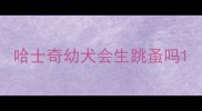 哈士奇幼犬会生跳蚤吗