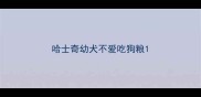 哈士奇幼犬不爱吃狗粮