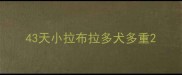 43天小拉布拉多犬多重