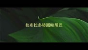 拉布拉多转圈咬尾巴