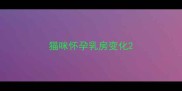 猫咪怀孕乳房变化
