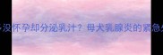 拉布拉多没怀孕却分泌乳汁母犬乳腺炎的紧急处理指南