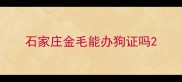 石家庄金毛能办狗证吗