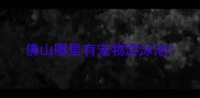 佛山哪里有宠物游泳池