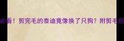 泰迪剪毛后必看剪完毛的泰迪竟像换了只狗附剪毛后护理全攻略