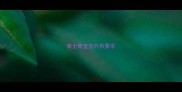 哈士奇宝宝外形要求