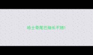 哈士奇尾巴细长不翘