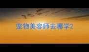 宠物美容师去哪学