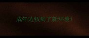 成年边牧到了新环境