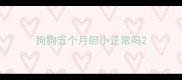 狗狗五个月胆小正常吗