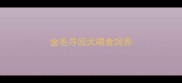 金毛寻回犬喂食饲养