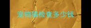 宠物猫检查多少钱