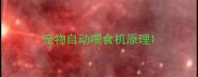 宠物自动喂食机原理
