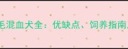 哈士奇金毛混血犬全优缺点饲养指南及市场行情