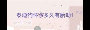 泰迪狗怀孕多久有胎动