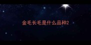 金毛长毛是什么品种