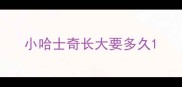 小哈士奇长大要多久