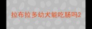 拉布拉多幼犬能吃肠吗