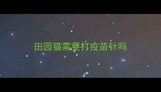 田园猫需要打疫苗针吗