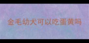 金毛幼犬可以吃蛋黄吗