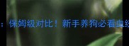 纯血金毛VS普通金毛保姆级对比新手养狗必看血统证书性格价格全